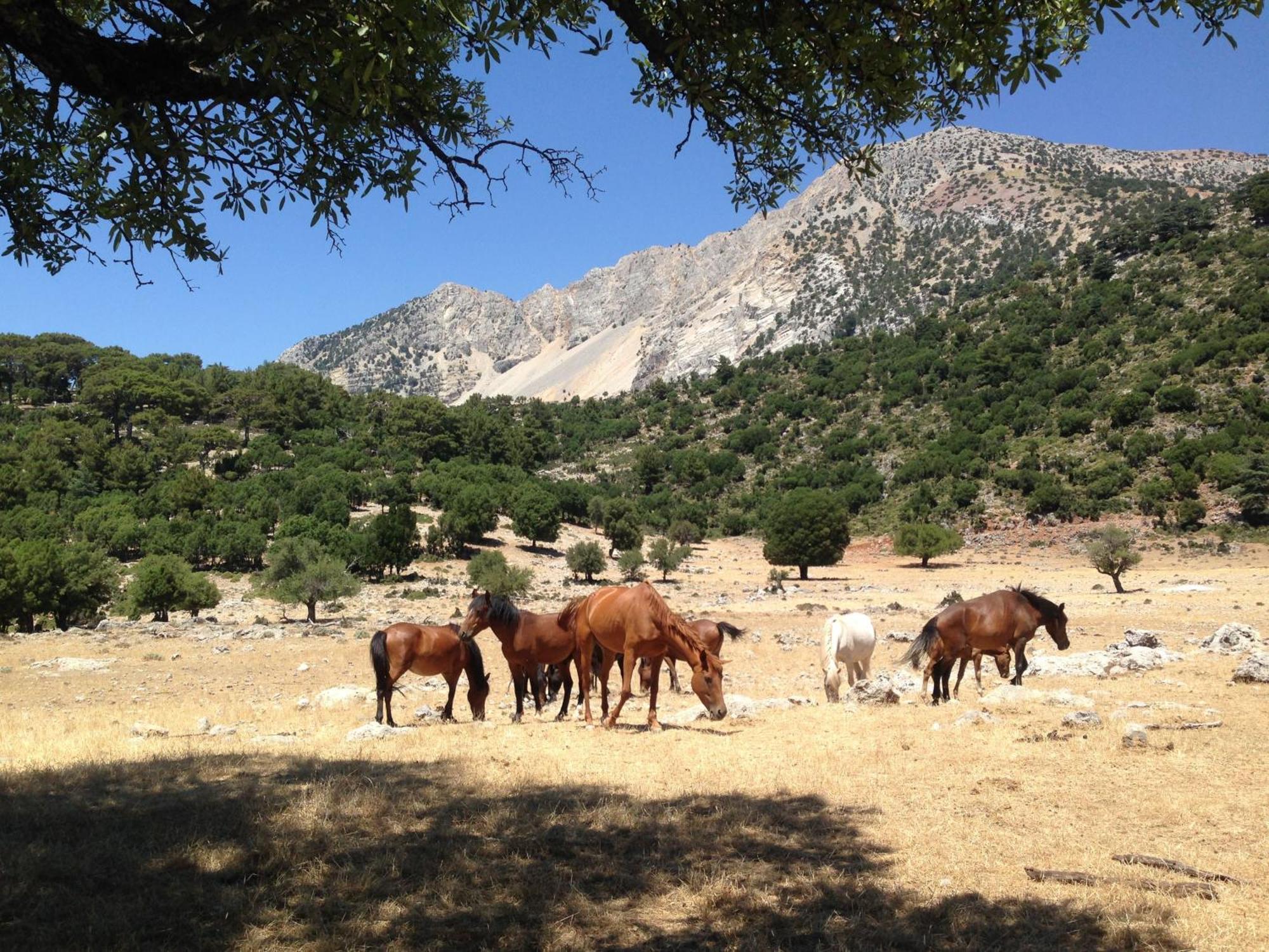 Hôtel Babakamp Eco Ranch & Retreat à Ölüdeniz Extérieur photo